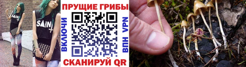 купить наркоту  Большой Камень  это клад  Псилоцибиновые грибы мицелий 